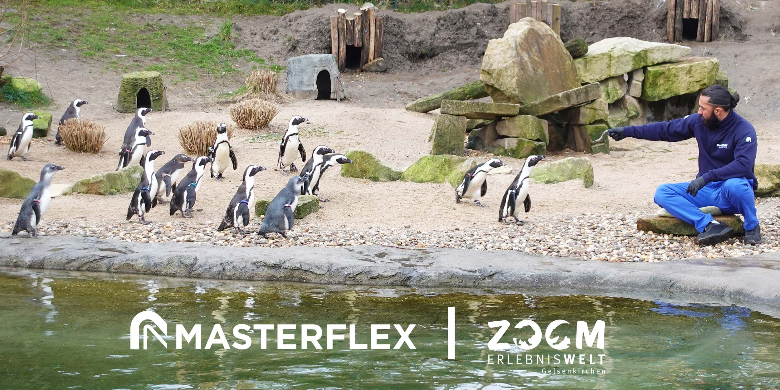 Beispielbild: Masterflex Mitarbeiter im Pinguin Gehege