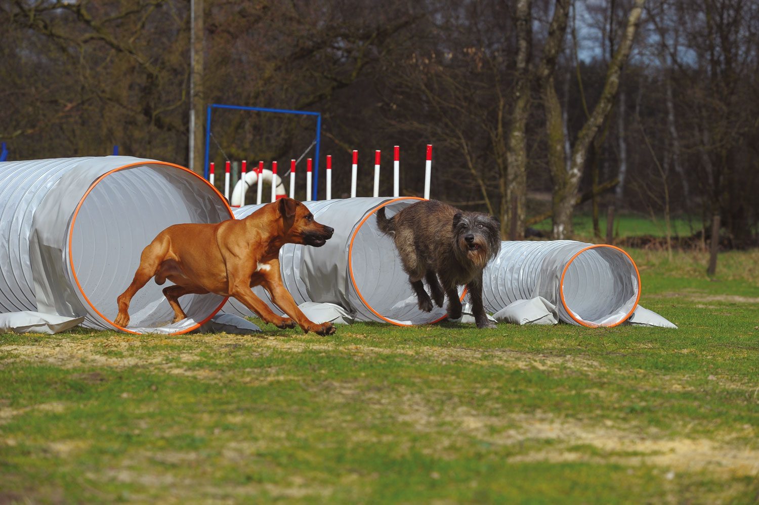 Masterflex Group, Masterflex: Tobende Hunde auf dem Hundeplatz mit der neuen Produktserie fun-flexx® die als professionelle Hundetunnel für den Hundesport und Freizeiteinsätze mit Hund genutzt werden