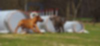 fun-flexx® Hundetunnel für Sport und Freizeit  Masterflex Group, Masterflex: Tobende Hunde auf dem Hundeplatz mit der neuen Produktserie fun-flexx® die als professionelle Hundetunnel für den Hundesport und Freizeiteinsätze mit Hund genutzt werden