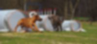 fun-flexx® dog tunnel for sports and leisure time  Masterflex Group, Masterflex: Tobende Hunde auf dem Hundeplatz mit der neuen Produktserie fun-flexx® die als professionelle Hundetunnel für den Hundesport und Freizeiteinsätze mit Hund genutzt werden